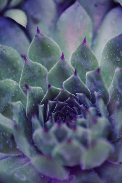 Neon Succulent Macro — Stock Photo, Image