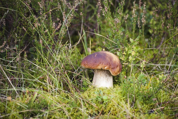 Cogumelo de boleto cru selvagem na floresta letã — Fotografia de Stock