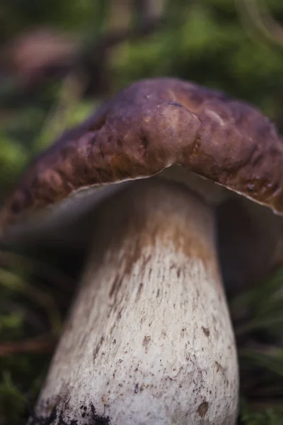 Wild raw boletus mushroom in Latvian forest — Stock Photo, Image