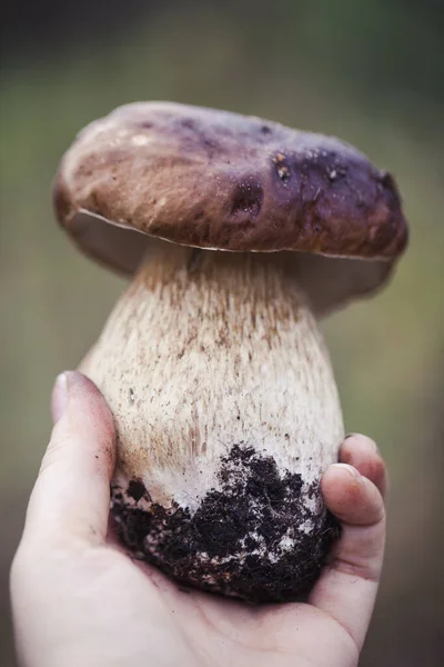 Cogumelo de boleto cru selvagem na floresta letã — Fotografia de Stock