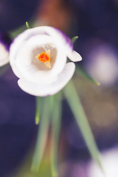 Crocus Macro Photo — Stock Photo, Image