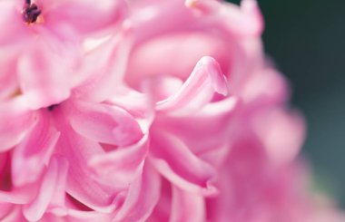 Hyacinthus Macro Vuruşu