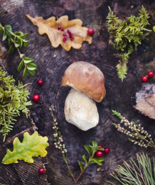 Letonya ormanında çiğ mantar.