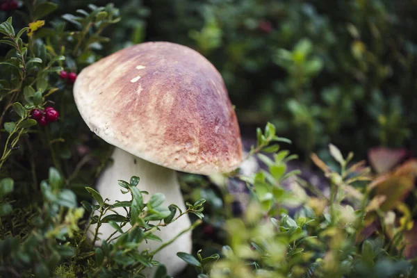 Seta boletus silvestre cruda en el bosque letón —  Fotos de Stock