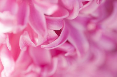 Hyacinthus Macro Vuruşu