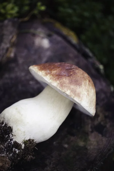 Cogumelo de boleto cru selvagem na floresta letã — Fotografia de Stock