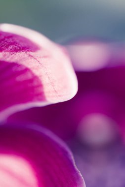 Phalaenopsis orkidesi makrosu