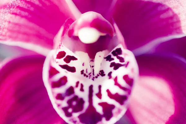 Phalaenopsis orchid macro — стоковое фото