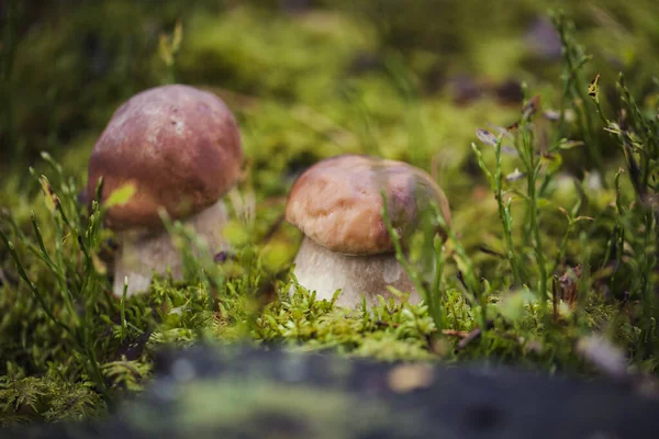 Cogumelo de boleto cru selvagem em — Fotografia de Stock