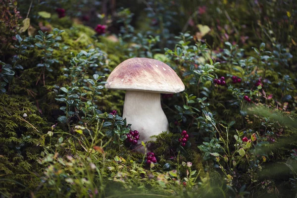Дикий сырой гриб boletus — стоковое фото