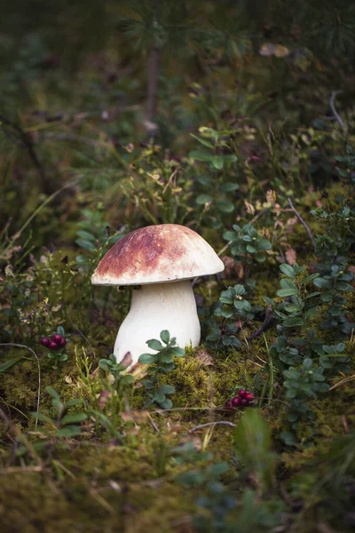 Дикий сырой гриб boletus — стоковое фото