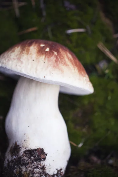 Cogumelo de boleto cru selvagem em — Fotografia de Stock