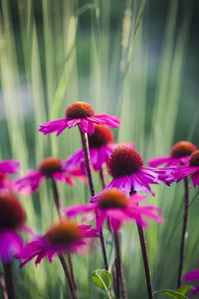 Abstrato flor Closeup — Fotografia de Stock
