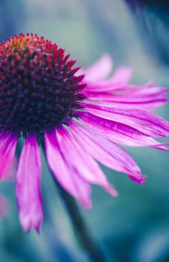 Soyut çiçek portre