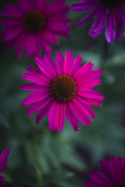 Soyut çiçek portre