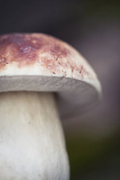 Cogumelo de boleto cru selvagem em — Fotografia de Stock