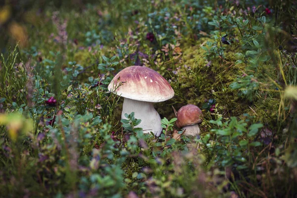 Дикий сырой гриб boletus — стоковое фото