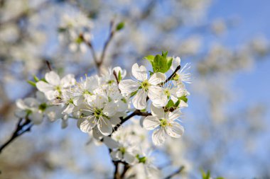 Baharda ağaçlarda beyaz çiçekler