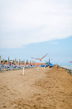 Bir martı boş bir sahilde alçaktan uçar.