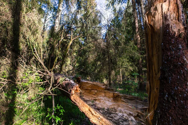 Tronco Árbol Caído Bosque —  Fotos de Stock