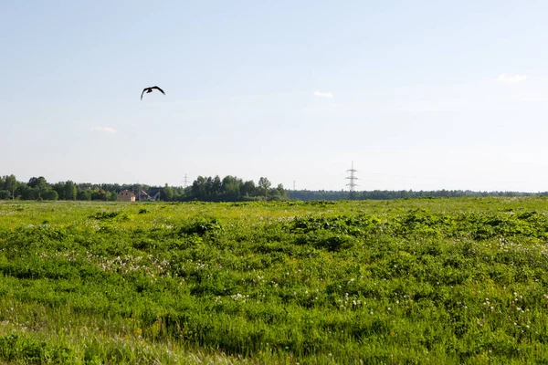 Ένα Πουλί Πετάει Πάνω Από Ένα Χωράφι Πράσινο Γρασίδι Έξω — Φωτογραφία Αρχείου