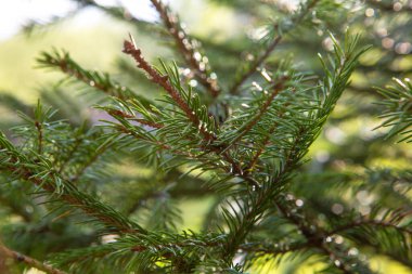 Yeşil ladin dalları kapanıyor