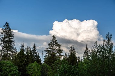 Ormanın arkasında büyük beyaz bir bulut