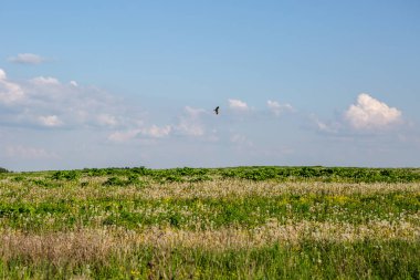 Bir kuş tarlanın üzerinden uçuyor.