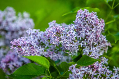 Dalda çiçek açan leylak