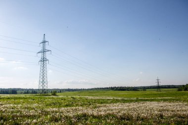 Sahada beyaz çiçeklerle elektrik direkleri