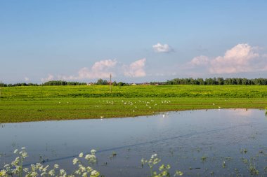 Kuşlar göl ve tarlanın üzerinde uçar