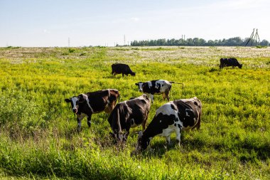 İnekler şehrin dışındaki bir tarlada otlar.