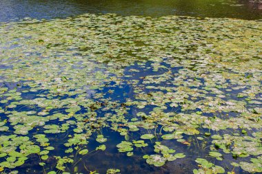 Çiçekli zambaklar gölette