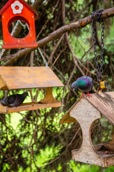 Güvercin Kuş Yemliğinin Üzerinde Oturuyor — Stok fotoğraf