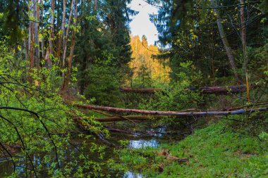 Ormanda devrilmiş ağaçlar