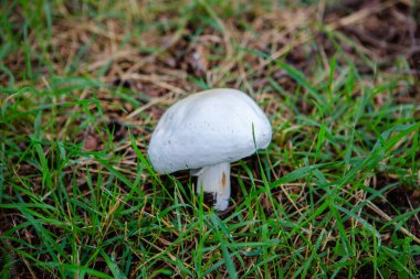Mantar yeşil çimlerde yetişir.