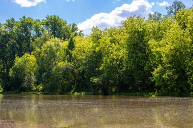 Yazın yeşil ağaçların arka planında havuz