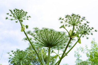 Gökyüzüne karşı büyük zehirli bir çiçek