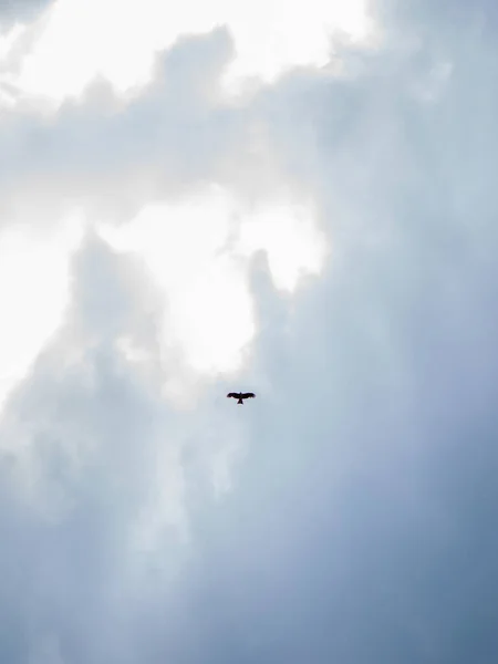 空を飛ぶ鳥 — ストック写真