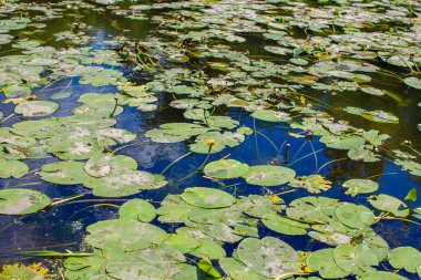 Göletin yüzeyinde zambak çiçekleri