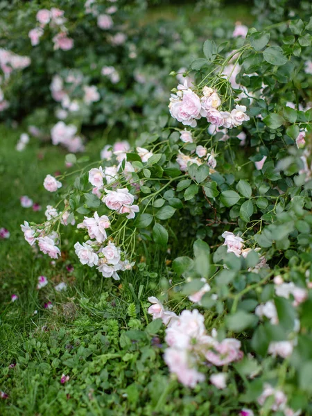 草の上にバラの茂みの枝 — ストック写真