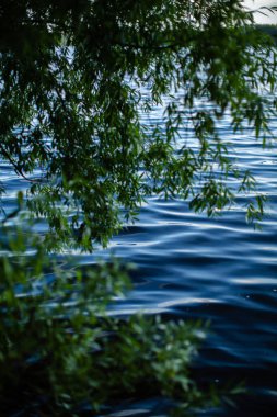 Bir ağacın yaprakları arasında mavi su