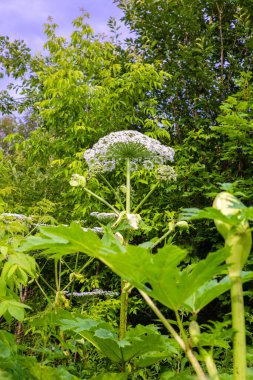 Büyük zehirli beyaz bir çiçek.