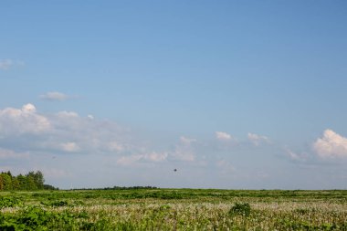 Bir kuş beyaz çiçeklerin üzerinde uçar