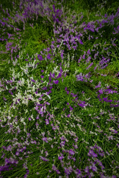 Kwiaty Liliowe Białe Polu — Zdjęcie stockowe