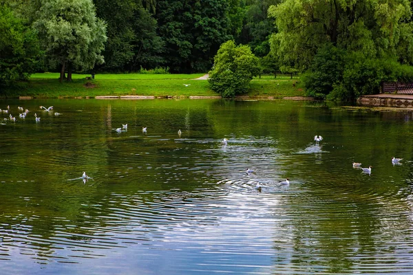 Pássaros Lagoa Parque — Fotografia de Stock