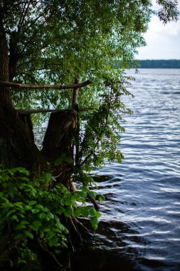 Nehir ve ağaç manzarası