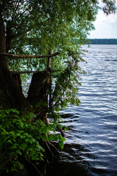 Nehir ve ağaç manzarası