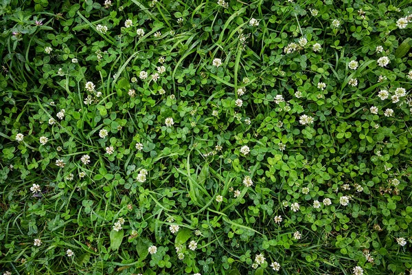 緑の草やクローバーの花の背景 ロイヤリティフリーのストック画像