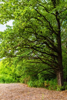Yeşil yapraklı bir ağaç